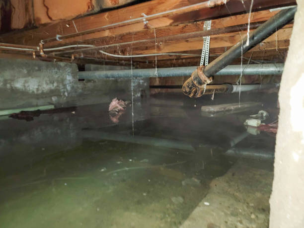 Best Ceiling water damage repair  in Arcadia, LA