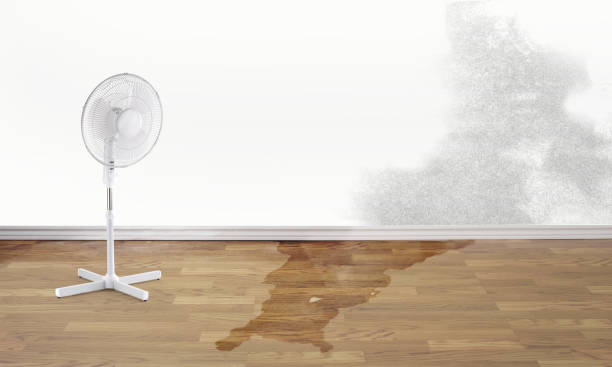 Best Water damage contractors near me  in Arcadia, LA